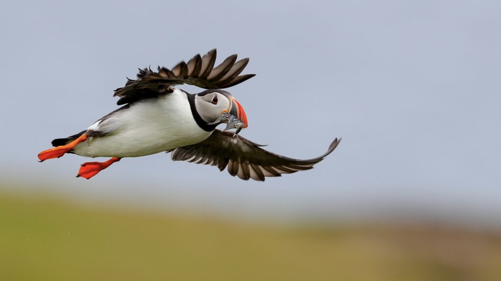 Puffin with fish in mouth