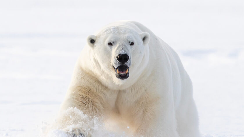 Polar bear in the snow