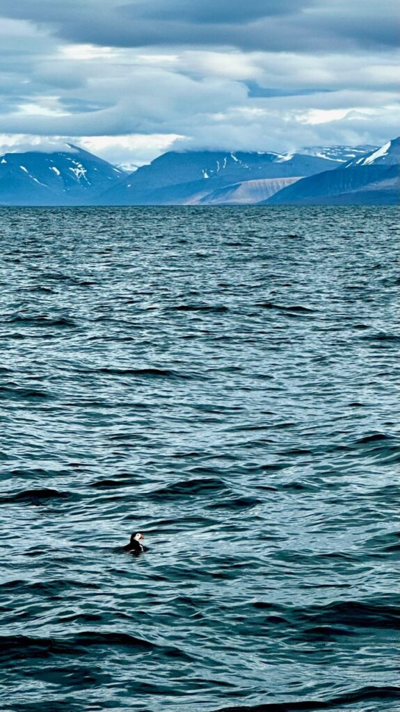 A little puffin swimming in the water with mountains behind