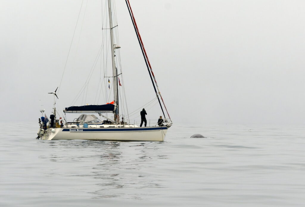 Pictures of humpback whale next to the boat