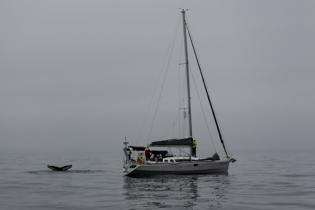 Pictures of humpback whale next to the boat