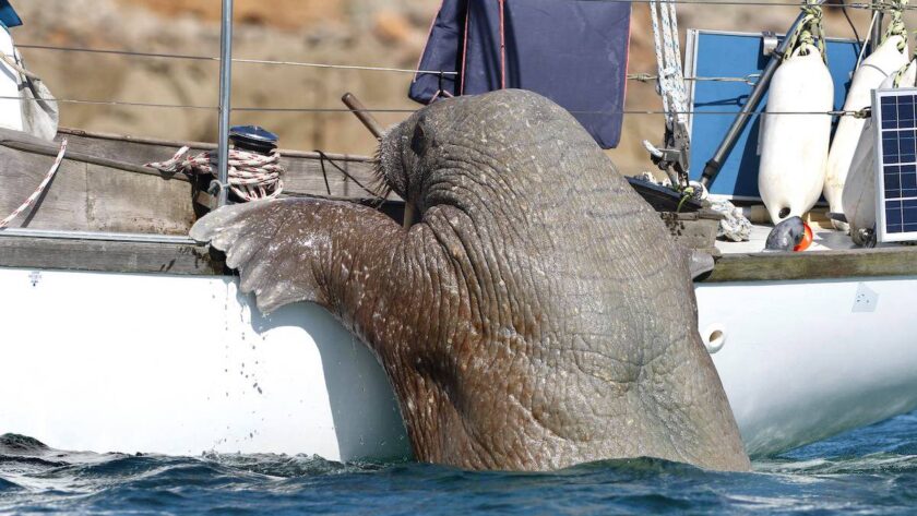 Walrus trying to climb onto a boat